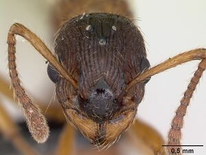 Myrmica ruginodis casent0173164 head 1.jpg