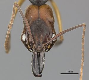 Odontomachus erythrocephalus casent0270604 h 1 high.jpg