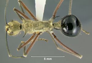 Polyrhachis-exoticaD1x.jpg