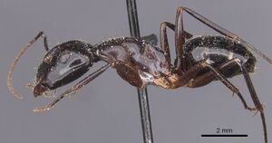 Camponotus alii casent0911907 p 1 high.jpg