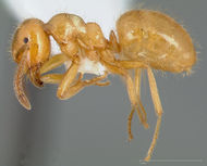 Lasius latipes casent0005399 profile 1.jpg