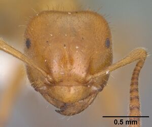 Lasius latipes casent0102772 head 1.jpg