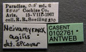 Neivamyrmex agilis casent0102761 label 1.jpg