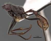 Ocymyrmex alacer casent0900398 p 1 high.jpg