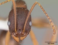 Aphaenogaster rudis casent0104843 head 1.jpg