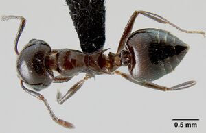 Crematogaster malala casent0140925 d 1 high.jpg