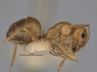 Melophorus chrysus major side ANIC32-900146.jpg