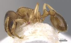 Monomorium pubescens casent0902320 p 1 high.jpg