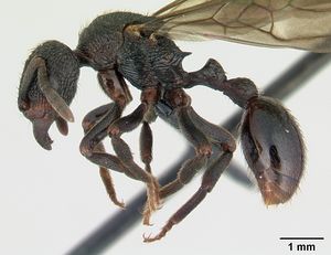 Eutetramorium monticellii casent0019386 profile 1.jpg