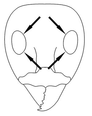 Iridomyrmex Key Couplet 45 right-Antwiki.jpg