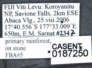Camponotus polynesicus casent0187250 l 1 high.jpg