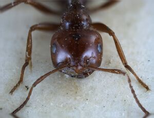 Melophorus turneri syntype (pillipes) 2 head MCZC 00023032.jpg