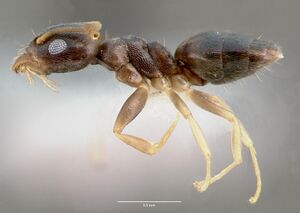 Technomyrmex pallipes casent0005970 profile 1.jpg