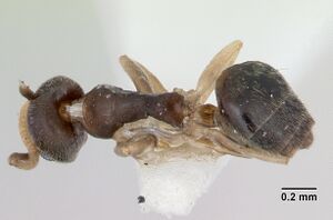 Technomyrmex pallipes casent0172798 dorsal 1.jpg