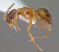 Paratrechina flavipes casent0008645 profile 1.jpg