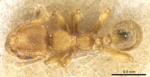 Pheidole trachyderma casent0904375 d 1 high.jpg