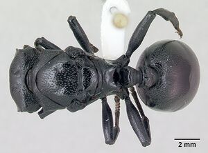 Cephalotes atratus casent0173662 dorsal 1.jpg