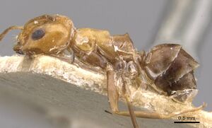 Dorymyrmex pyramicus casent0909746 p 1 high.jpg