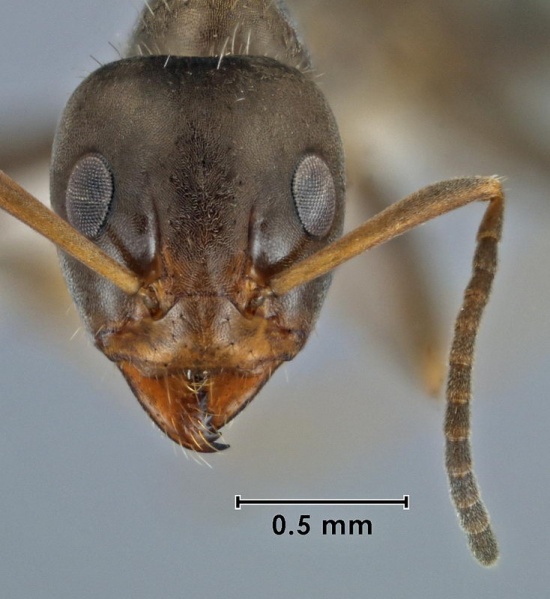 File:Iridomyrmex suchieri ANIC32-036828 head 40-Antwiki.jpg