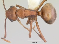 Polyrhachis hispida casent0103180 dorsal 1.jpg