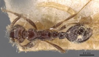 Solenopsis tridens casent0908804 d 1 high.jpg