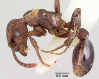 Myrmica colax casent0103400 profile 1.jpg