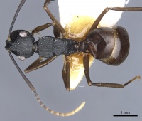 Polyrhachis omyrmex casent0903310 d 1 high.jpg