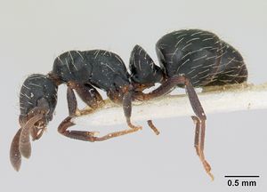 Thaumatomyrmex mutilatus casent0173034 profile 1.jpg