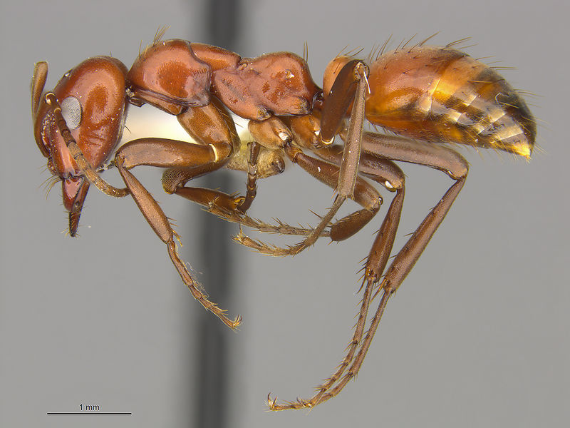 File:MCZ-ENT00529059 Polyergus mexicanus hal.jpg