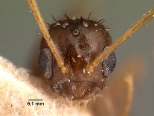 Paratrechina humbloti casent0101489 head 1.jpg