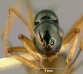 Polyrhachis-folliculaH4x.jpg