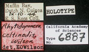 Rhytidoponera celtinodis castype06887 label 1.jpg