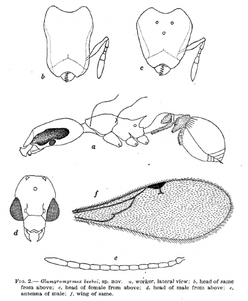 File:Beebei1915.png