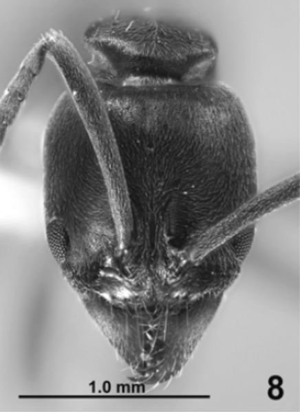 File:Brachyponera wallacei h.jpg