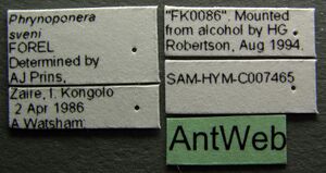 Phrynoponera sveni sam-hym-c007465 label 1.jpg