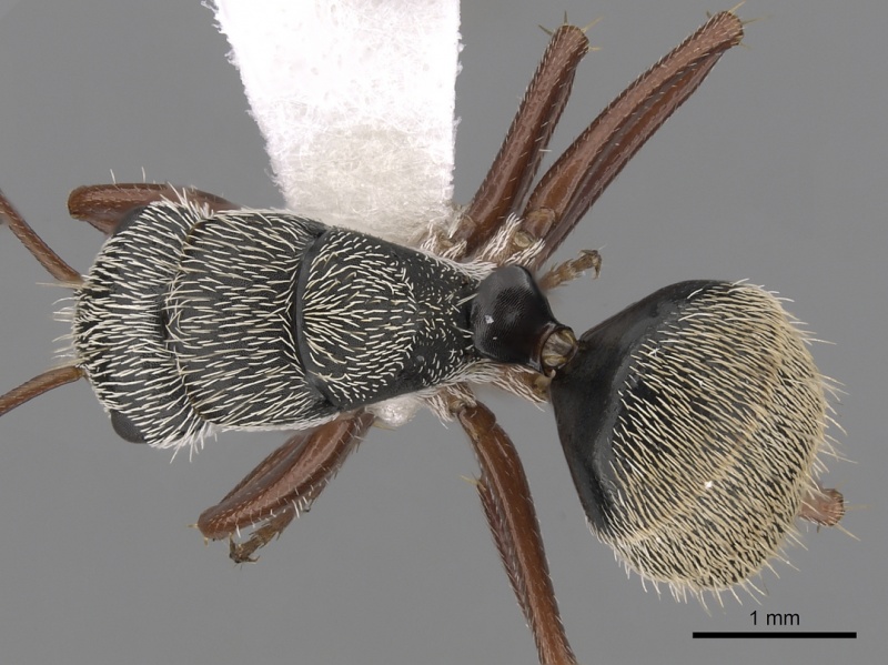 File:Camponotus thysanopus casent0280087 d 1 high.jpg