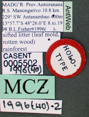 Strumigenys carolinae casent0005502 label 1.jpg