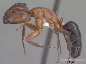 Camponotus sayi casent0102781 profile 1.jpg