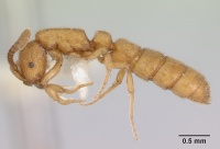 Sphinctomyrmex asper casent0173051 profile 1.jpg