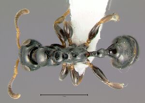 Tetraponera-nitidaD4x.jpg