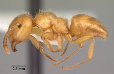 Lasius claviger casent0103542 profile 1.jpg