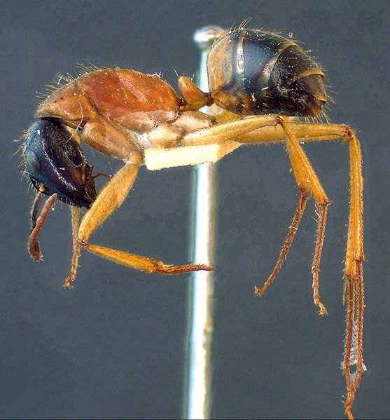 File:Camponotus dryandrae minor side.jpg