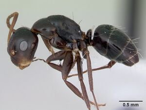 Camponotus vagulus casent0173459 profile 1.jpg