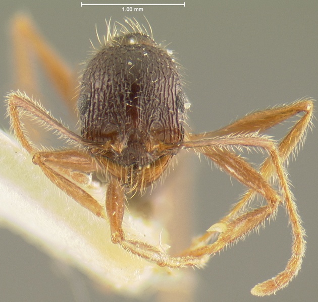 File:MCZ-ENT00030825 Aphaenogaster haarlovi hef.jpg