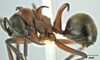 Polyrhachis bellicosa side.jpg