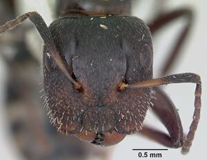 Camponotus peleliuensis casent0173099 head 1.jpg