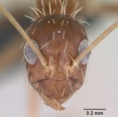 Paratrechina longicornis casent0063128 head 1.jpg