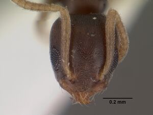 Technomyrmex pallipes casent0102319 head 1.jpg