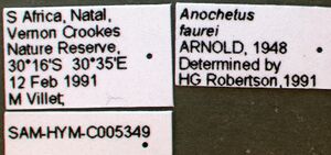 Anochetus faurei sam-hym-c005349b label 1.jpg