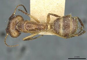 Camponotus fumidus casent0911944 d 1 high.jpg